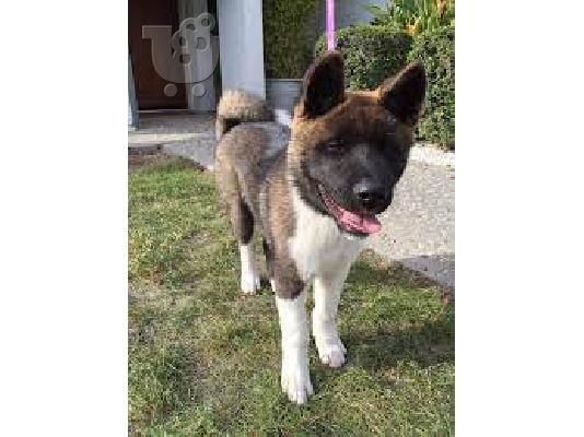 5 prekrasnih japanskih akita; Mama je rodovnica i KC je